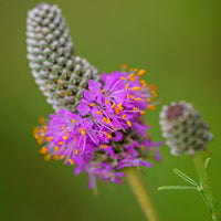 Prairie Blumensamen zur Aussaat Garten beliebt Traditionssorte & ohne Gentechnik Samen Hausgarten