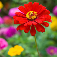 Braun Rot Zinnie Blumensamen zur Aussaat Halbschatten verträglich Traditionssorte & ohne Gentechnik Samen Hausgarten