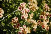 Bright drummondii blooms for garten borders and beds
