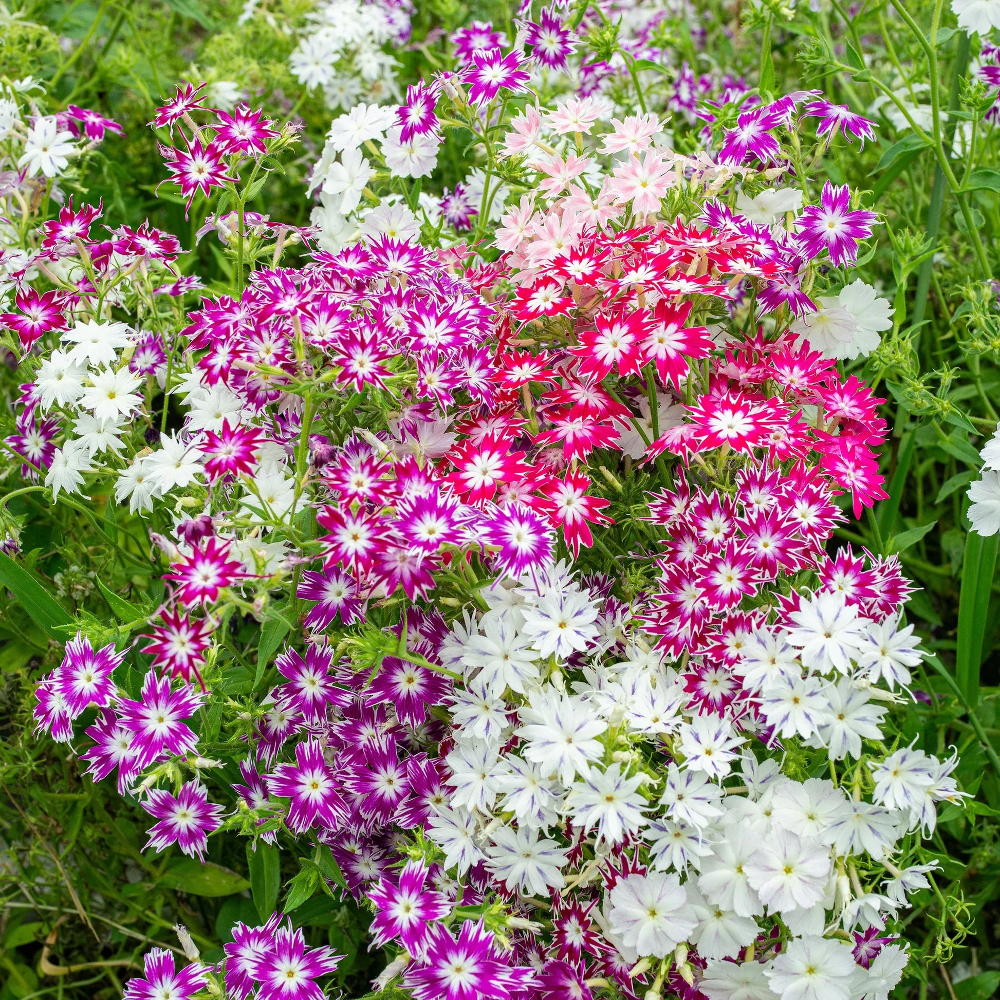 Drummondii blume anpflanzung guide for healthy pflanzen
