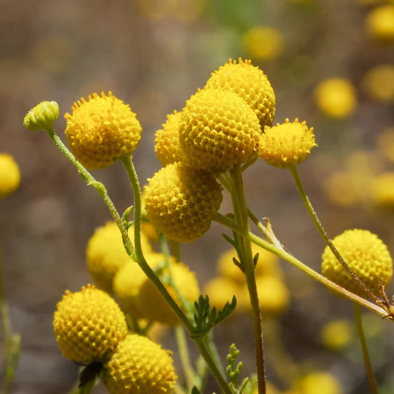 Gelb Balls or Craspedia Blumensamen zur Aussaat – saisonal Dauerblüher – Traditionssorte & ohne Gentechnik Samen Hausgarten
