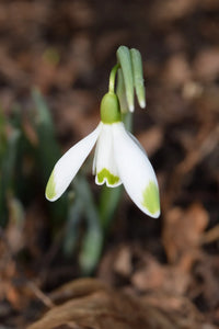 Weiß Galanthus Blumensamen zur Aussaat Anzucht Traditionssorte & ohne Gentechnik Samen Hausgarten