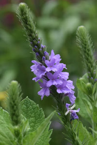Vervain Blumensamen zur Aussaat robust Sorte Traditionssorte & ohne Gentechnik Samen Hausgarten
