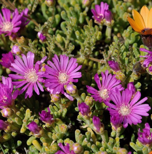 Drosanthemum Hispidum Blumensamen zur Aussaat Wildblume Mischung Traditionssorte & ohne Gentechnik Samen Hausgarten