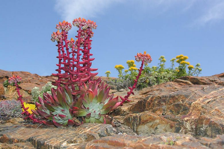 Dudleya Blumensamen zur Aussaat – einzigartig Succulent Garten Samen