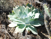 Silvery rosettes of Dudleya Farinosa Anbau outdoors