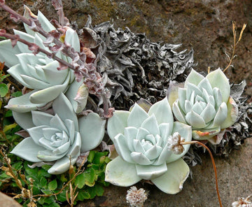 Dudleya Farinosa Succulent Samen for Vibrant Garten Aussaat
