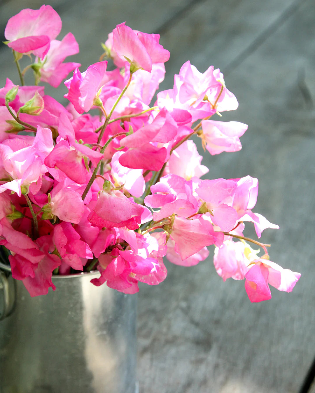 Rosa Lathyrus Blumensamen zur Aussaat saisonal Dauerblüher Traditionssorte & ohne Gentechnik Samen Hausgarten