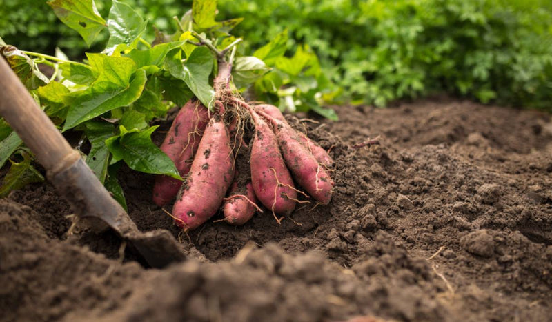 Süße potato gemüse samen aussaat brown weiße