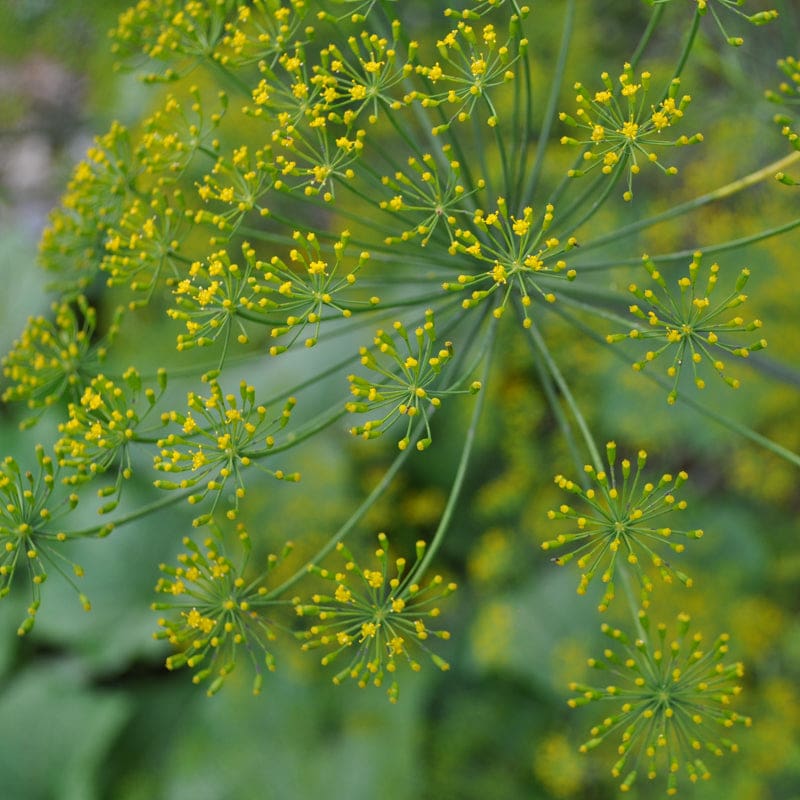 Dukat Dill Samen Anethum graveolens fine foliage variety