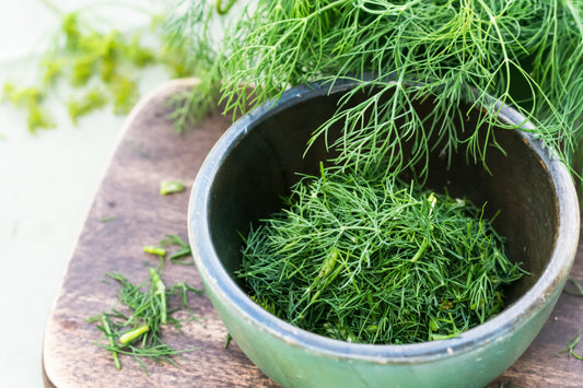 Dukat Dill Samen Anethum Graveolens Sweet Heirloom European Variety