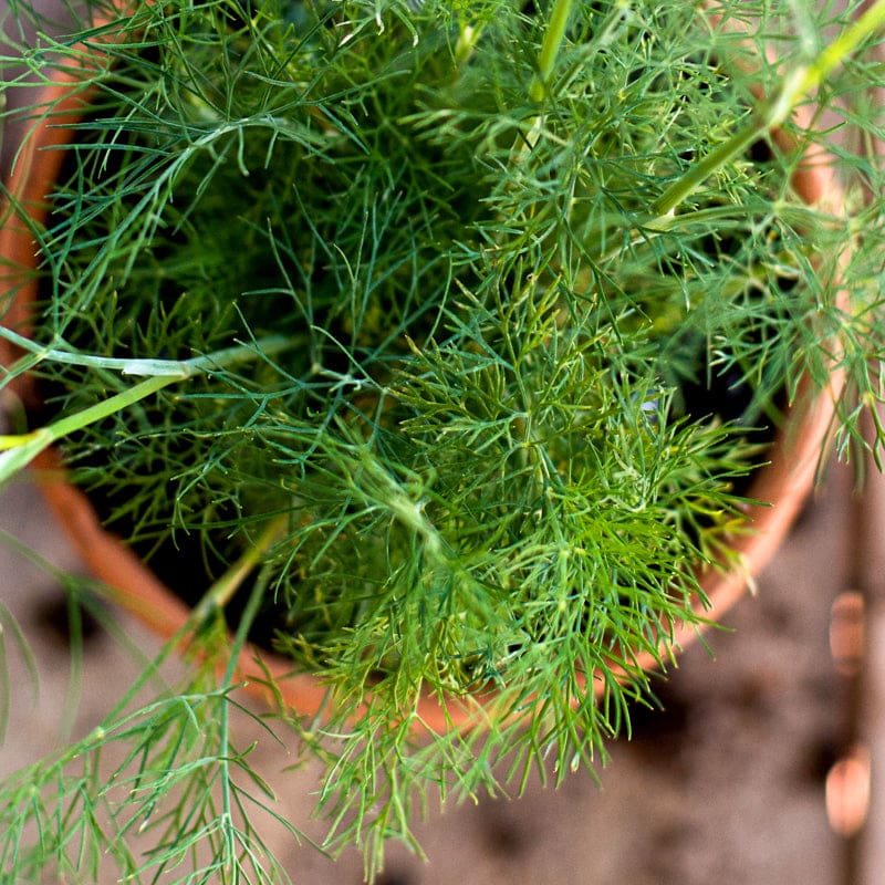 Dukat Dill pollinator yellow umbels grown from Samen