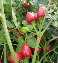 Dundicut chili pepper samen für home gardening
