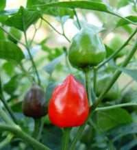 Grüne and red dundicut chili samen für aussaat hot pepper pflanzen