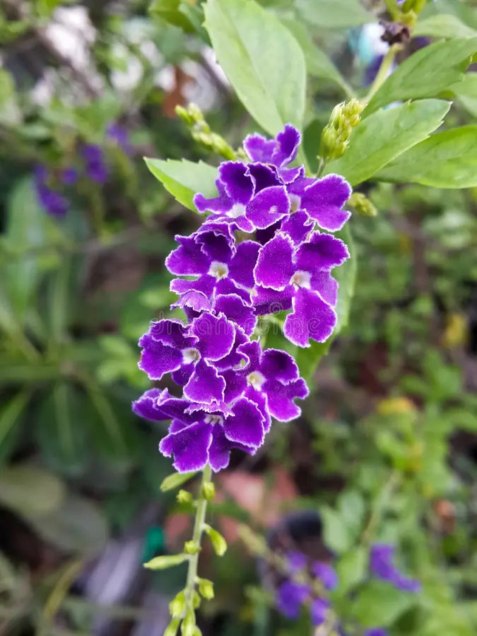 Duranta Repens Blumensamen zur Aussaat lang Blüte Saison Traditionssorte & ohne Gentechnik Samen Hausgarten