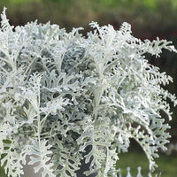Dusty Miller Silver Dust Blumensamen zur Aussaat – farbenfroh Schau – Traditionssorte & ohne Gentechnik Samen Hausgarten