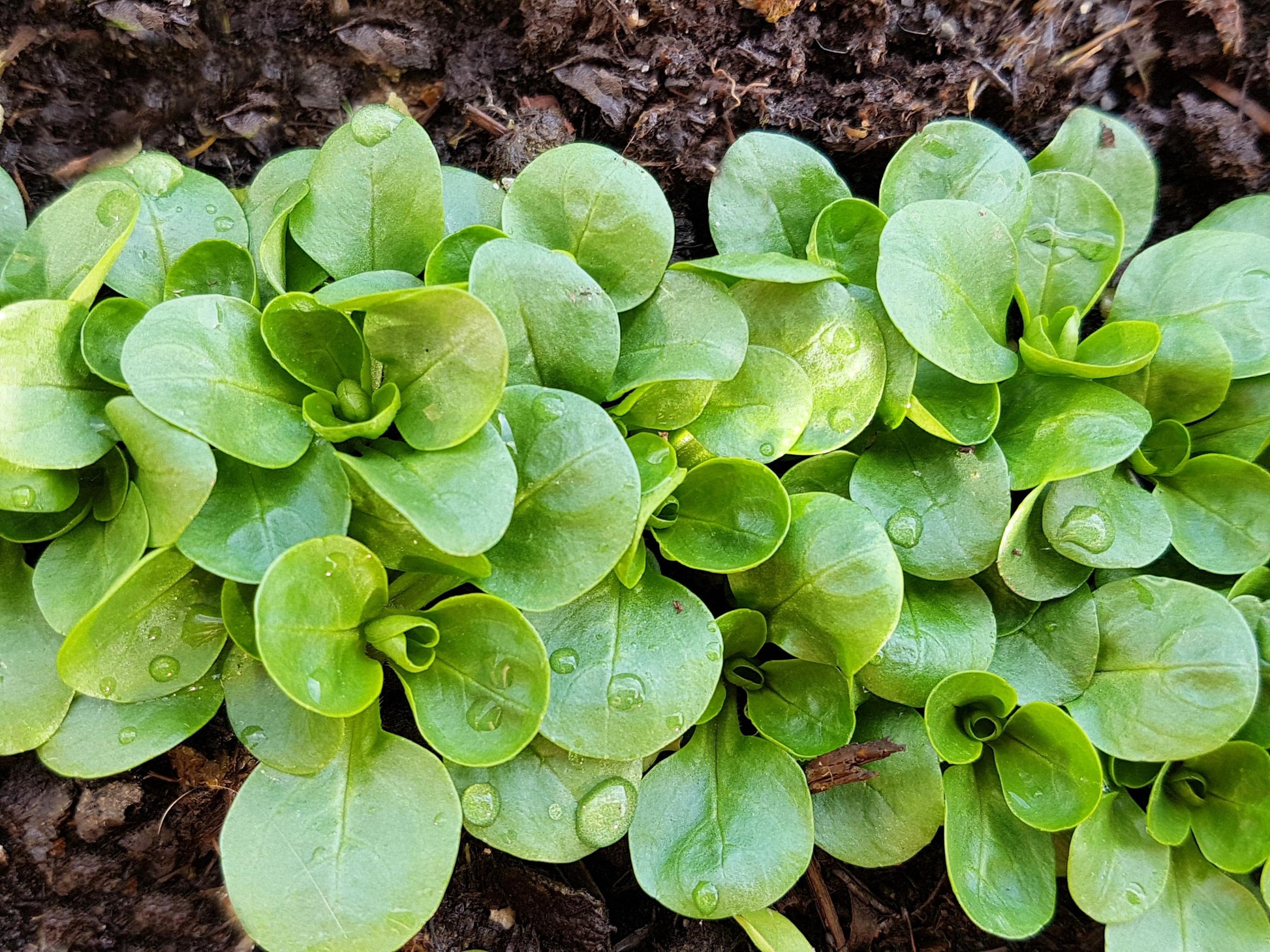 Dutch Corn Salad Samen thriving in container and raised bed gardens