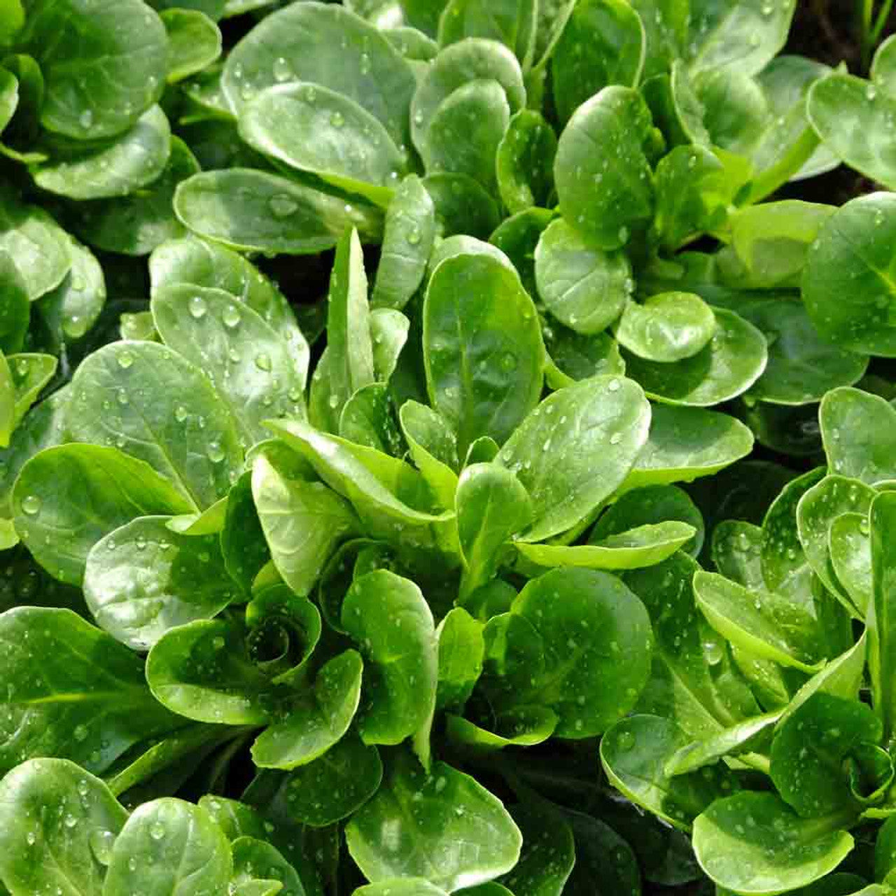 Leafy green rosettes developed from gentechnikfrei Dutch Corn Salad Samen