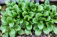 Dutch Corn Salad Samen Valerianella locusta producing tender gourmet greens**