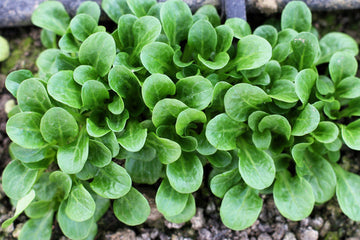 Dutch Corn Salad Samen Valerianella locusta producing tender gourmet greens**