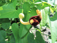 Packet of Slender Dutchman’s Pipe vine Samen for Aussaat