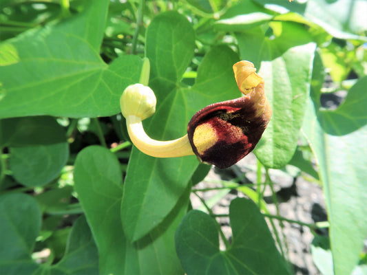 Packet of Slender Dutchman’s Pipe vine Samen for Aussaat