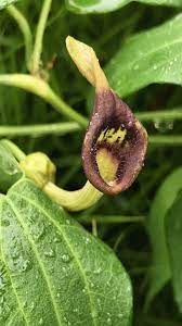Slender Dutchman’s Pipe vine climbing on a Garten trellis