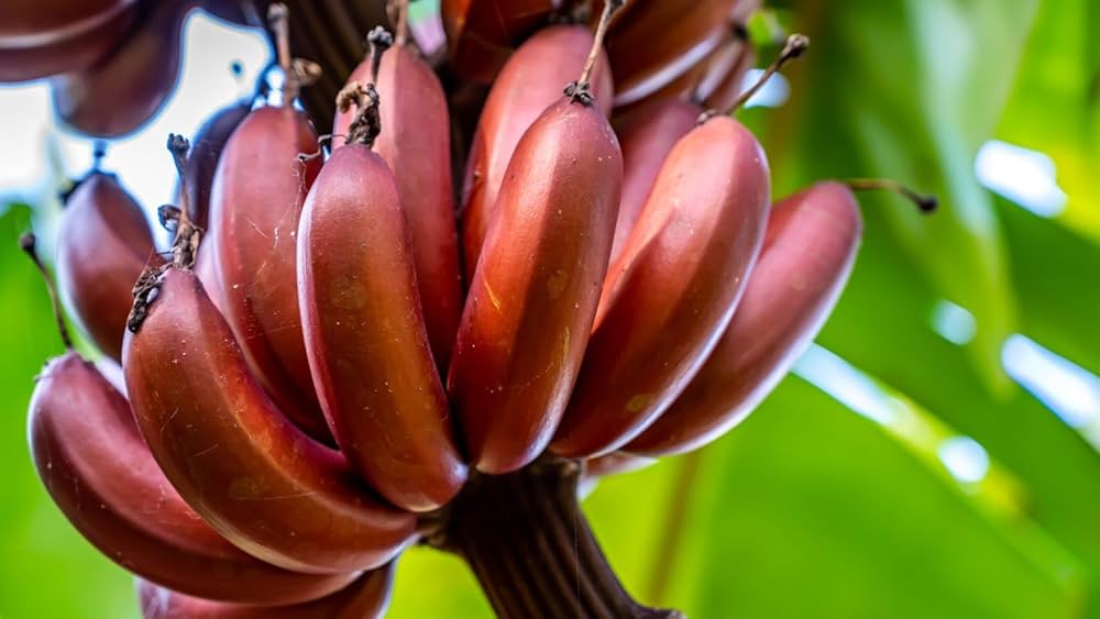 Rosa Zwerg Bananensamen für einfaches Anpflanzen