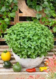 Small dense foliage from gentechnikfrei Spicy Globe Basil Samen
