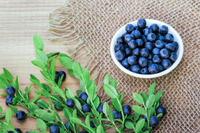 Dwarf Blaueberry Seeds – Hardy Bilberry Evergreen Shrub