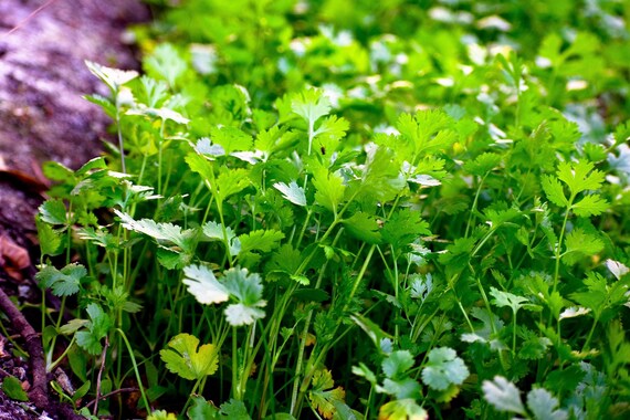 Dwarf Zitrone Cilantro Anbau in Container for Kitchen Garten