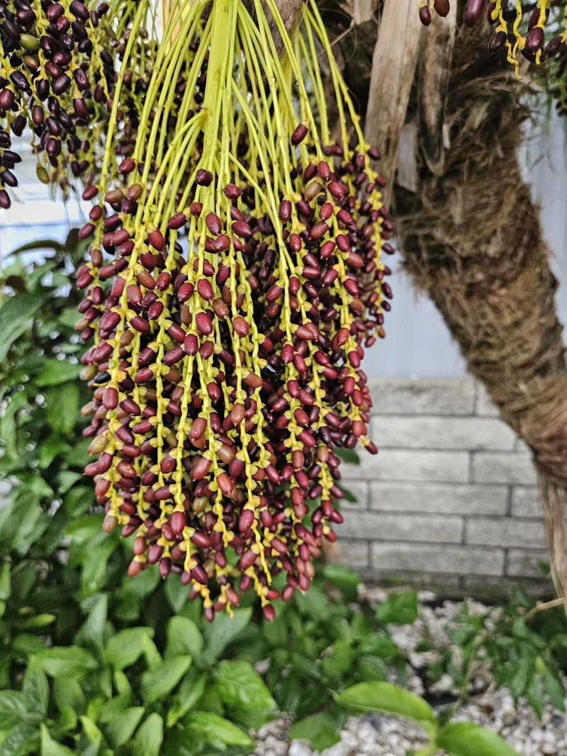 Miniature date palm growing outdoors in tropical garden