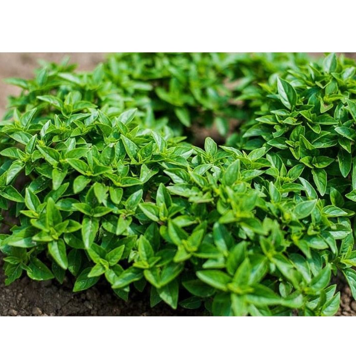 Dwarf Greek Basil compact mound grown from Samen in containers