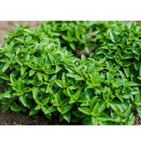 Dwarf Greek Basil compact mound grown from Samen in containers