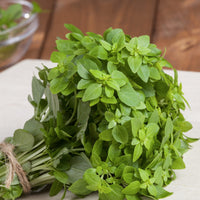 Compact dwarf basil Pflanze grown from Dwarf Greek Basil Samen