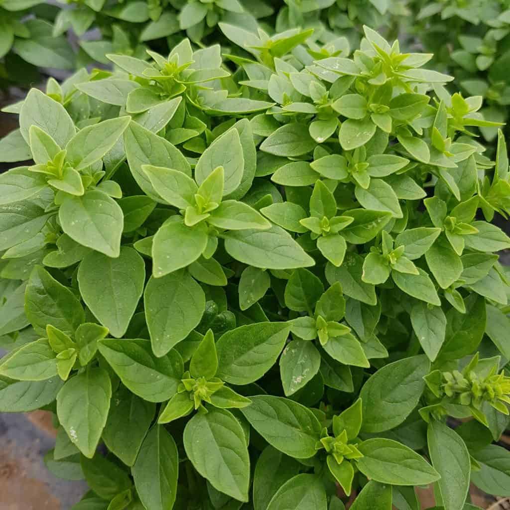 Dwarf Greek Basil Samen thriving in container and patio gardens