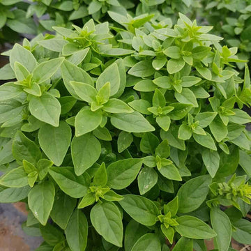 Dwarf Greek Basil Samen thriving in container and patio gardens
