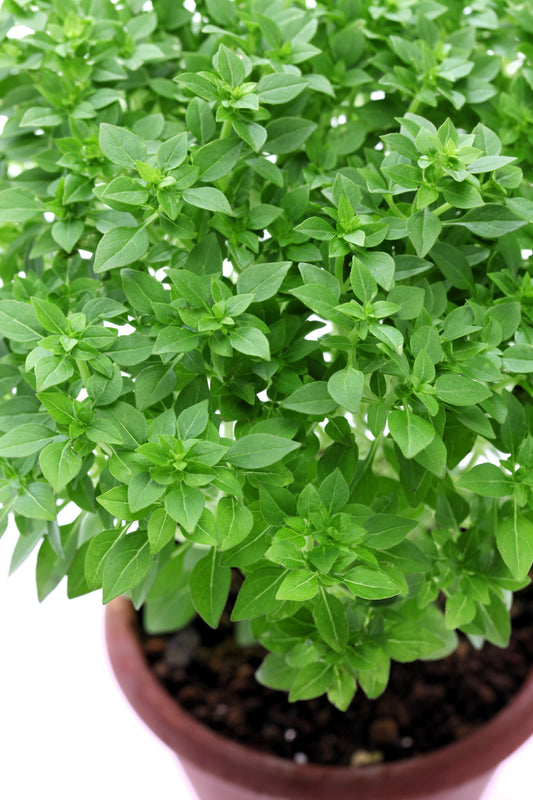 Dwarf Greek Basil Samen Ocimum basilicum producing compact aromatic Pflanzen