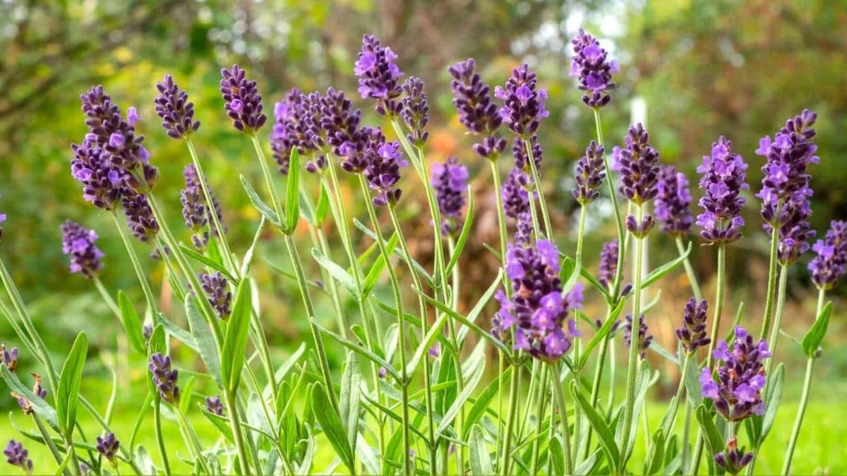 Lavender provence blume samen for anpflanzung - cut blume favorite, heirloom & gmo free samen for home garten
 
 sale samen for home garten