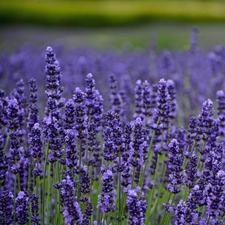 Dwarf Munstead Lavender Seedlings Anbau in Pots