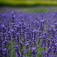 Dwarf Munstead Lavender Seedlings Anbau in Pots