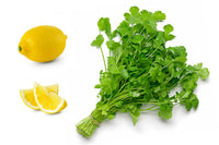 biologisch Dwarf Zitrone Cilantro Samen Coriandrum sativum Aromatic Kraut