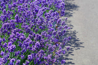 Dwarf Munstead Lavender gentechnikfrei Samen for Aussaat