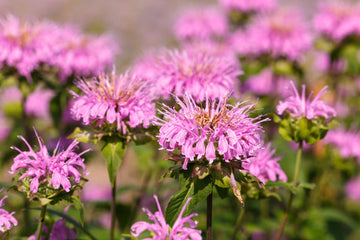 Dwarf Pink Bee Balm Samen Monarda bradburiana producing compact pink blooms