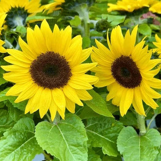 Gelb Mini Sonnenblume Samen zur Aussaat – Traditionssorte ohne Gentechnik – Keimung biologisch Garten Samen