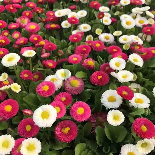 Gemischt Bellis Perennis Blumensamen zur Aussaat – pflegeleicht – Traditionssorte & ohne Gentechnik Samen Hausgarten