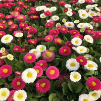 Gemischt Bellis Perennis Blumensamen zur Aussaat – pflegeleicht – Traditionssorte & ohne Gentechnik Samen Hausgarten