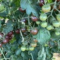 Chocolate Tomate Gemüsesamen - Perfect for Home Gardens
