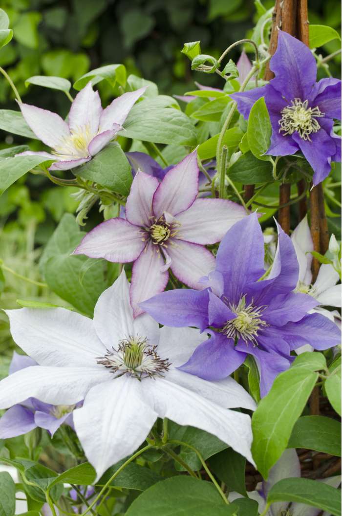 Waldrebe Hybrida kletternd Blumensamen zur Aussaat kompakt Wuchs Traditionssorte & ohne Gentechnik Samen Hausgarten