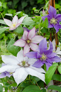Waldrebe Hybrida kletternd Blumensamen zur Aussaat kompakt Wuchs Traditionssorte & ohne Gentechnik Samen Hausgarten